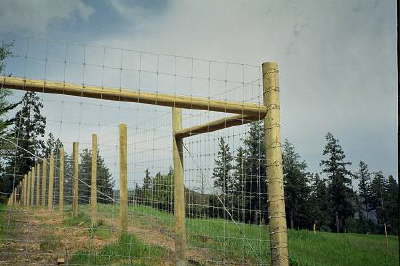 Deer Fence