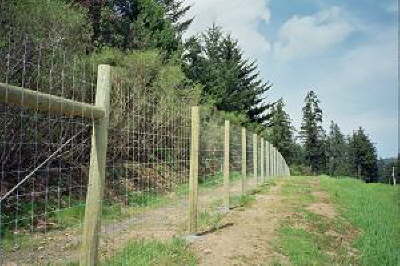 Deer Fence
