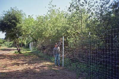 Deer Fence