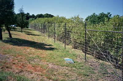 Deer Fence