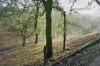 Invisible Deer Fence