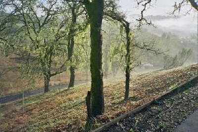 Invisible Deer Fence